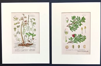 Antique 1888, Pair Of Hand Colored Lithographs, Botanical Lithos, Dr. Otto Thome, Mat 12x 9.5'