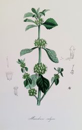 Set Of 4 Antique 1840s Hand Colored Botanical Lithographs, , E.D. Smith 1800-1883, Mats 13x 15.5
