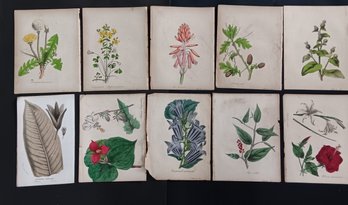 Original 1860s Floral Engravings, Hand Colors By Van Houtteano