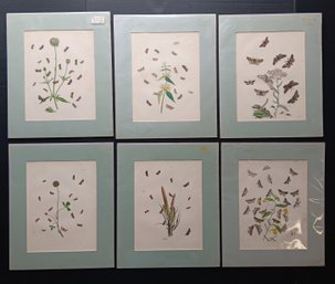 Humphrey Hand Colored Butterfly Lithographs Circa 1849