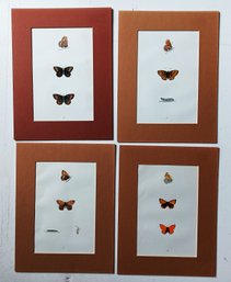 Set Of 4 Antique Butterfly Lithographs, 19th Century , 9 By 12 Inch