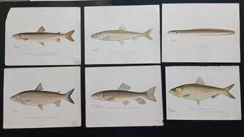 Original 1900 Era Denton Fish Lithographs, 9.5x 12 Inch