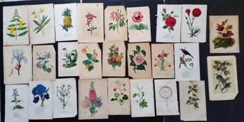 Antique 19th Century, Set Of 26 Hand Colored Flora & Birds, 7 By 10.5 Inch