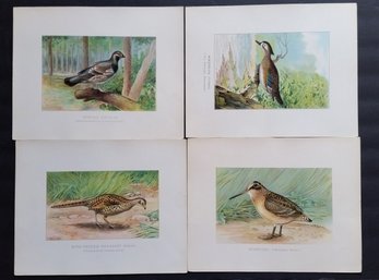 Set Of 4 Antique Circa 1900 Colored NY Bird ChromoLithographs, J.L. Ridgeway, 12 By 9,5' Each