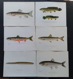 Antique 1890s Set Of 6 Denton Chromolithograph NY Fish 8.5x 11 Inch