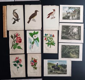 Antique 1800s Original Hand Colored Plates, Set Of 12,  Botanicals, Sporting, Etc