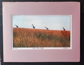 Original Contemporary Photo 2007 'in The Masai Mara Kenya 'Giraffe Walk', L.Schlein (NY Times) Mat 26'