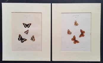 Hand Colored Butterfly Lithos 1884, Mary Peart W/ Mats 15.5 By 13 Inch