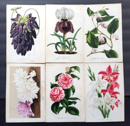 Set Of 6 Antique 1848 Hand Colored Antique FLORAL Engravings  By Van Houtte 9.5 By 6.5 Inch