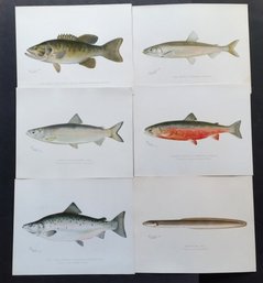 Set Of 6 Antique 1880s DENTON Fish Lithographs From NY Size 9.5 By 12 Inch