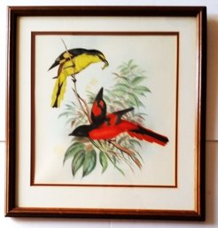 Antique Mid 1800s Hand Colored Antique BIRD Engravings  By Gould & Richter Frame  19 By 20 Inch