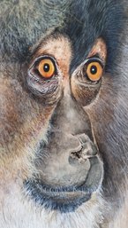 Pastel Painting, Orangutan Mat 16 By 20 Inch. Artist Signed