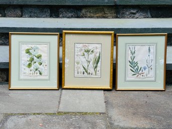 3 Lovely Botanical Prints In Gold Gilt Frames