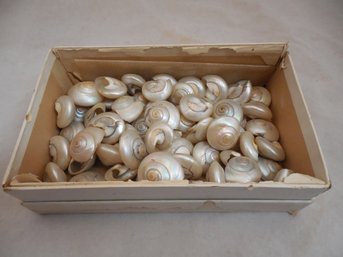 Box Of Small Mother Of Pearl ? Seashells