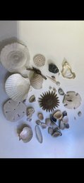 Sea Shell And Sand Dollar Collection