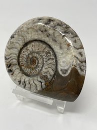 Ammonite Fossil