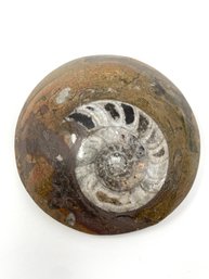 Ammonite Fossil