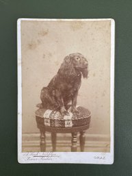 Early 1900s Photograph Of A Cocker Spaniel On Footstool