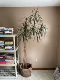 House Plant - Dragon Tree - Dracaena