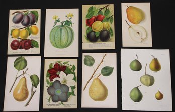 Collection Of Antique Litho Lithograph Prints Fruit Flowers More 19th Century