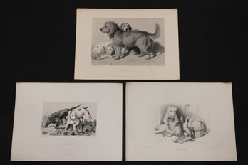 Group Of 3 19th Century Prints Engravings Dogs