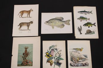 Collection Of 19th Century Lithograph Prints