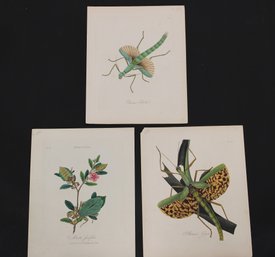 Group Of 3 19th Century Litho Plate Prints Insects