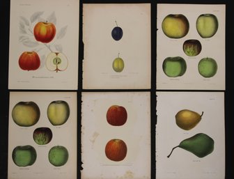 Group Of 6 19th Century Litho Plate Prints Of Fruit