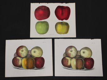 Group Of 19th Century Litho Plates Fruit Apples