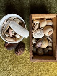 Collection Of Seashells