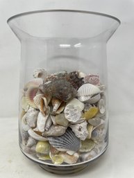 Seashell Collection In Glass Vessel