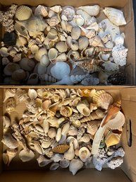 Huge Collection Of Sea Shells