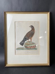 Antique Bird Print