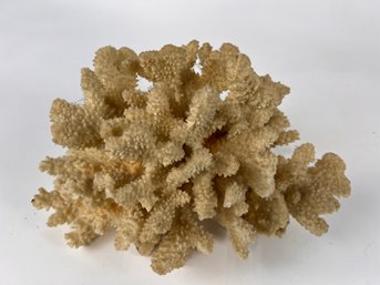Large Piece Of Coral