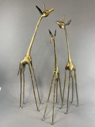 Vintage Mid 20th Century Brass Giraffes - Set Of 3. Largest 35 1/2' Tall