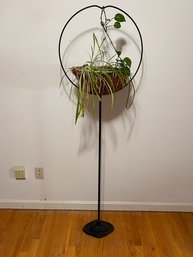 Wrought Iron Bird Cage Stand Used As Plant Stand - Includes Plant!