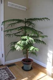 Large Indoor Evergreen Plant