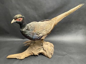 Taxidermy Pheasant Male