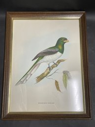 John Gould Bird Print Of Giant Trogon