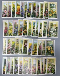 Vintage English Gallaher LTD Wild Flowers Trading Cards