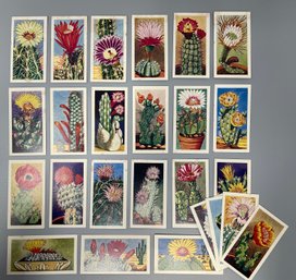 Vintage English Cactus Trading Cards