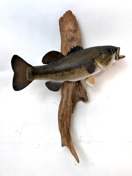 Taxidermy Fish Mount On Driftwood