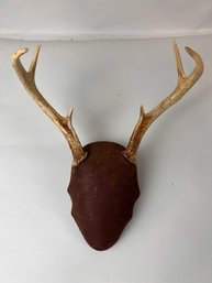 Vintage Antlers European Mount