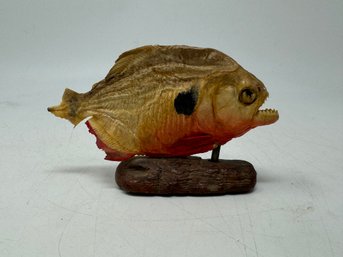 Taxidermy  Piranha