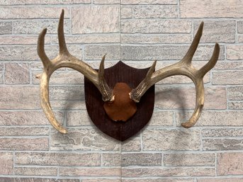 Mounted Deer Antlers