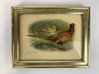 Vintage Pheasant Print
