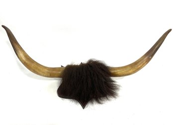 Antique Mounted Buffalo Horns With Hide