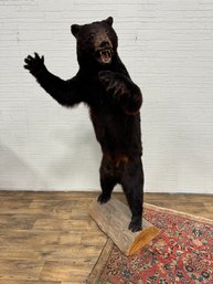 Taxidermy Black Bear Full Mount