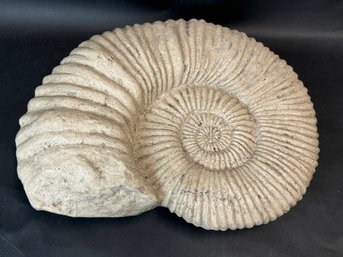 Large Perisphinctes Ammonite Fossil -composite