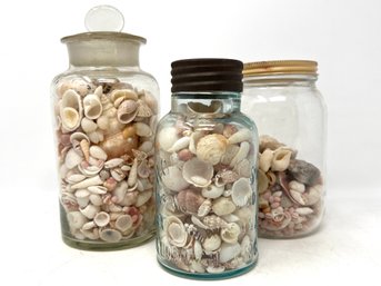 Collection Of Jars With Sea Shells Collected From Sea Captain In The Early 19th Century